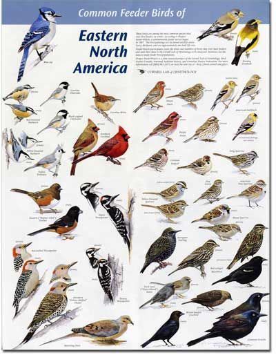 North Carolina Birds Identification - Bing images - #Bing #birds #Carolina #Identification # ...