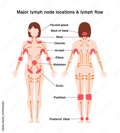 Locations of major lymph nodes and lymph flows. Vector illustration ...