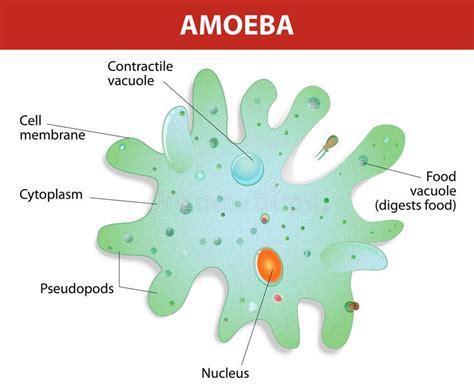 Structure of an amoeba proteus. Amoeba unicellular animal with pseudopods that l , #AD, #Amoeba ...