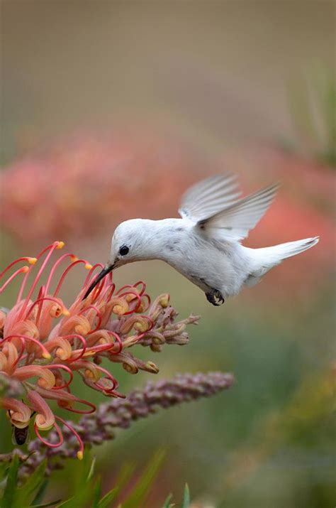 Leucistic Anna's Hummingbird Photograph by Sally Rae Kimmel | Fine Art ...