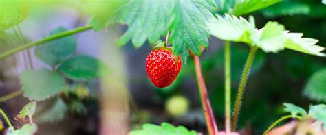 A Memorable Strawberry-Picking Adventure: Strengthening Family Bonds ...