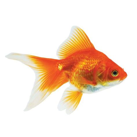 Red & White Ryukin Goldfish (Carassius auratus) - Large