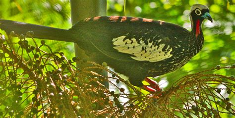 Cracidae - Curassows -- Discover Life