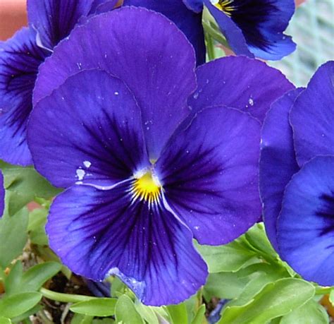 Garden: Purple Pansy (Willow Creek, CA) | ThriftyFun