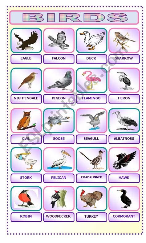 BIRDS - ESL worksheet by latty