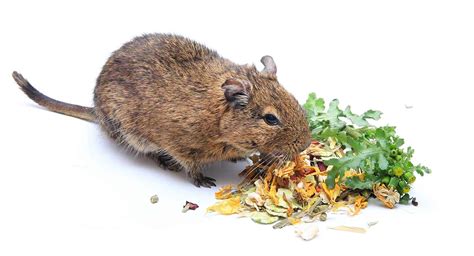 Degu Food - Making the Right Choice for Your Pets