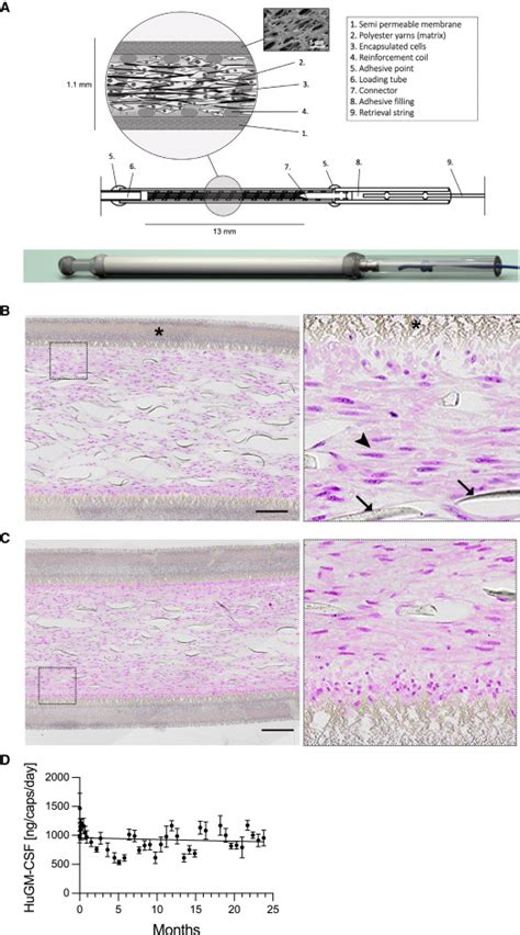 Immortalized human myoblast cell lines for the delivery of therapeutic proteins using ...