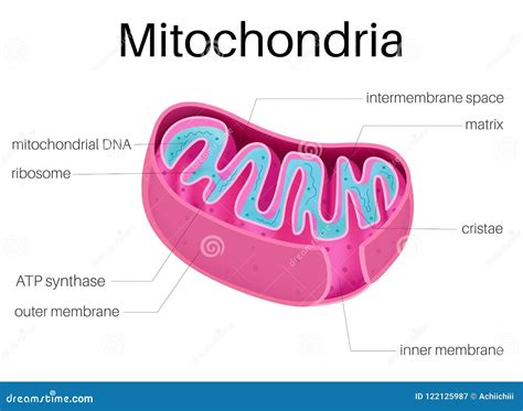 Illustration Structure of Mitochondria Stock Vector - Illustration of mitochondrial, membrane ...