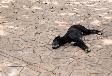 Young black dog is sleeping. 7952744 Stock Photo at Vecteezy