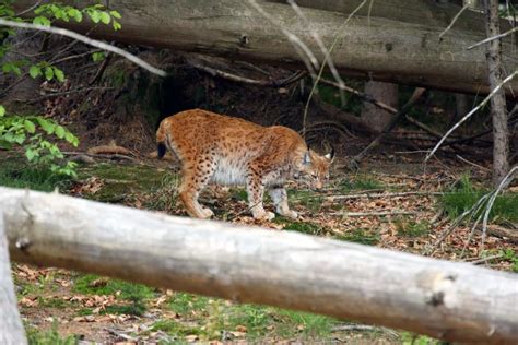 The Eurasian Lynx Lynx Lynx in the Forest Stock Photo - Image of dangerous, forest: 182109562