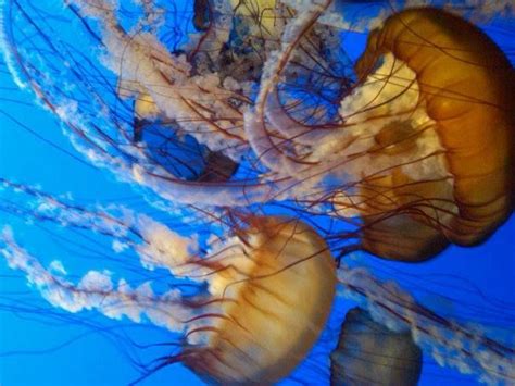 Stunning jellyfish habitat at the Aquarium.