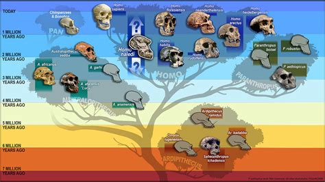Homo sapiens is #9. Who were the 8 other human species? - Big Think