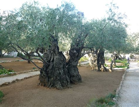 Olive Trees Jerusalem · Free photo on Pixabay