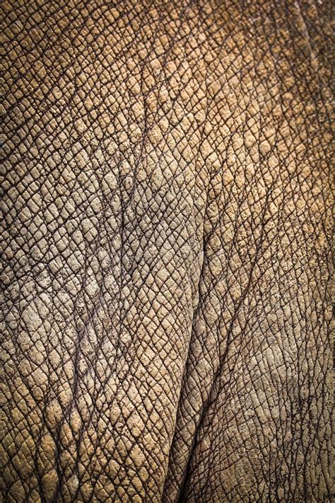 Rhino skin stock photo. Image of natural, decorative - 43407322