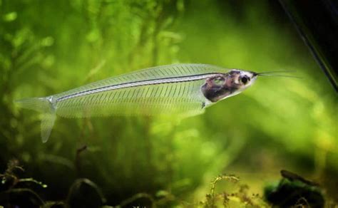 Glass Catfish Care Guide - Diet, Breeding, Disease and More