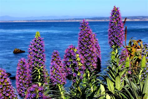 Flowers Near The Sea HD desktop wallpaper : Widescreen : High Definition : Fullscreen