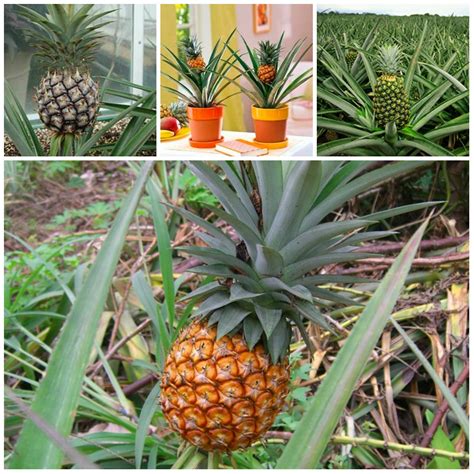 Growing a pineapple at home