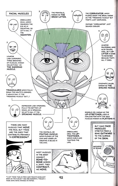 Kreated by Krause: Artistic Anatomy Part 2: Brow & Forehead Muscles