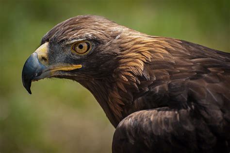 Birds of Prey | Vicki Head Photography