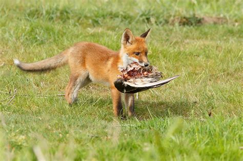 Young Red Fox Kits Playing & Exploring