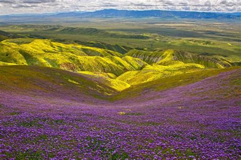 11 Beautiful California Flower Fields You Must Visit This Spring