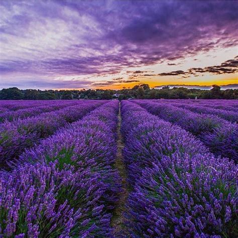 Instagram photo by International Luxury Concierge • Apr 27, 2016 at 8:46pm UTC | Lavender fields ...