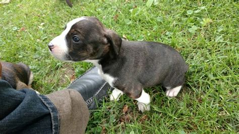 Treeing cur puppies for sale | Michigan Sportsman - Online Michigan Hunting and Fishing Resource