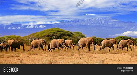 Elephant Herd Image & Photo (Free Trial) | Bigstock