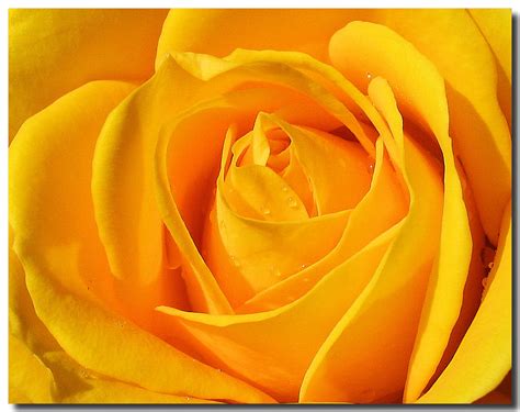 Yellow Rose Flowers Wallpapers | Top Quality Wallpapers