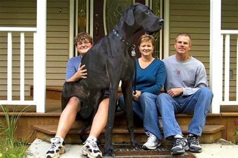 World’s Tallest Dog, Zeus, Dies at Age Five - Life With Dogs