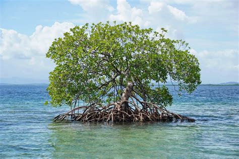 Mangrove Trees