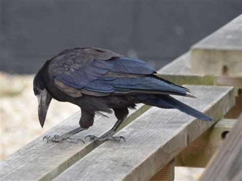 Rook Corvus frugilegus - BRITISH NATURE GUIDE