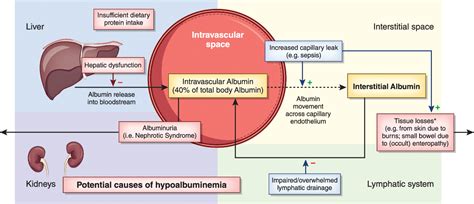 Capillary Bed Albumin at Mae Hill blog