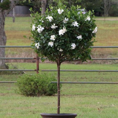 Cottage Farms Direct - Annuals - 'August Beauty' Gardenia Patio Tree