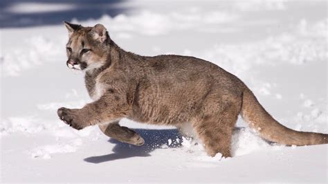 Puma Animal Facts National Geographic - DerickBrittain