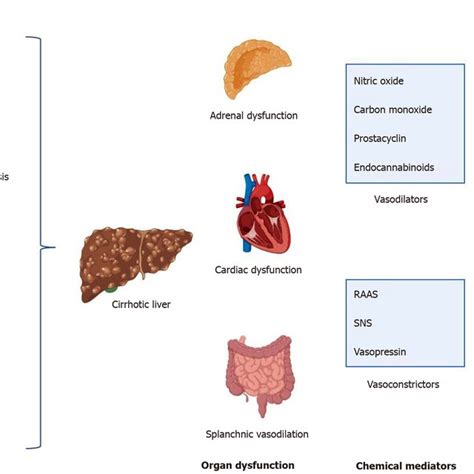 Pathophysiology of hepatorenal syndrome. Figure created with ...