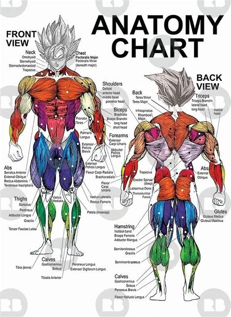 Muscle Anatomy Chart Lovely Anatomical Chart Muscular System Different ...