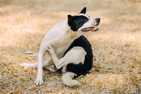 What Does Flea Dermatitis Look Like On A Dog