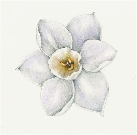 Narcissus Flower Drawing