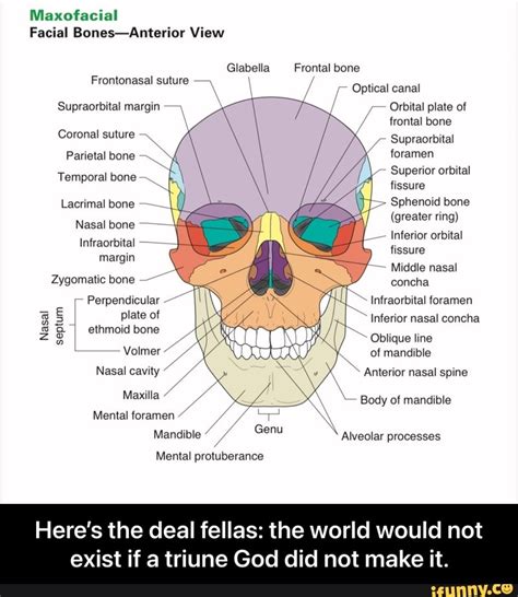 Maxofacial Facial Bones-Anterior View la Frontal bone Frontonasal ...