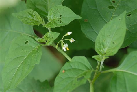 Photo: 2, Plant: Nightshade, Black [Solanum americanum]