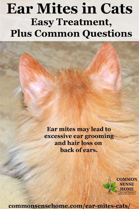 Ear Mites in Cats - Easy Treatment, Plus Common Questions