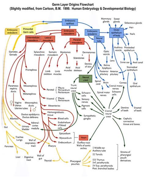 Germ Layer Derivatives - Mnemonics | Epomedicine