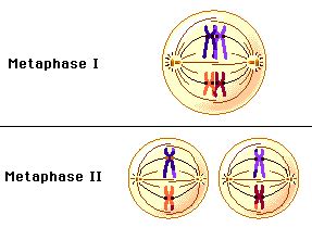 Two stills, of metaphase I and metaphase II | Meiosis, Biology, Prentice