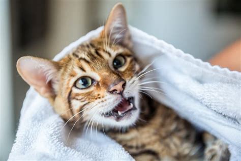 10 Cat Dental Problems to Watch Out For | Great Pet Care