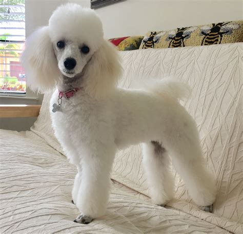 Miniature Poodle | Dog training tips, Poodle haircut, Toy poodle haircut