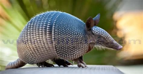 What Does Armadillo Poop Look Like?: Comprehinsave Guide | VillPace