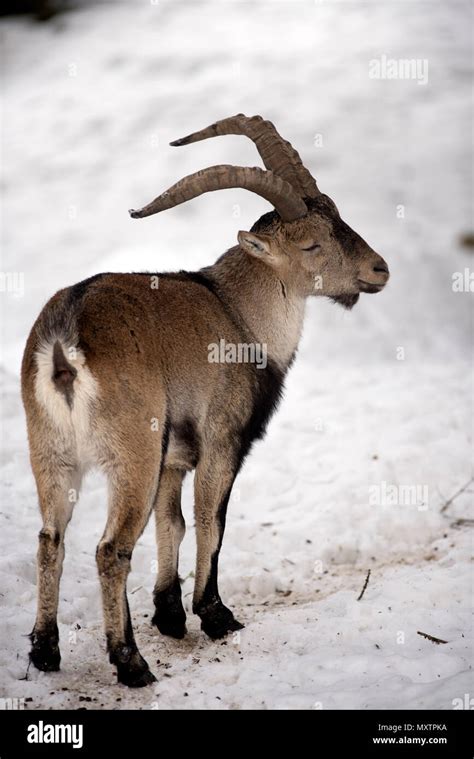 Pyrenean ibex hi-res stock photography and images - Alamy