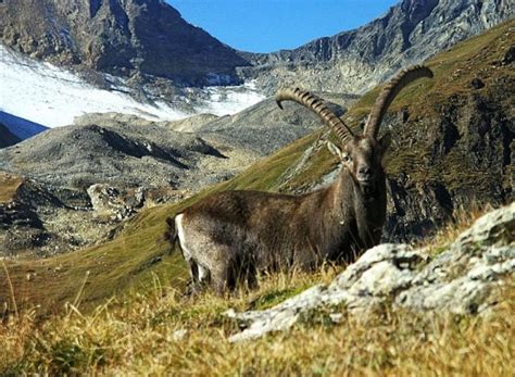 Alpine Wildlife Notes: Alpine Ibex –Capra Ibex - White Marmotte