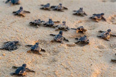 Baby Turtle On The Beach